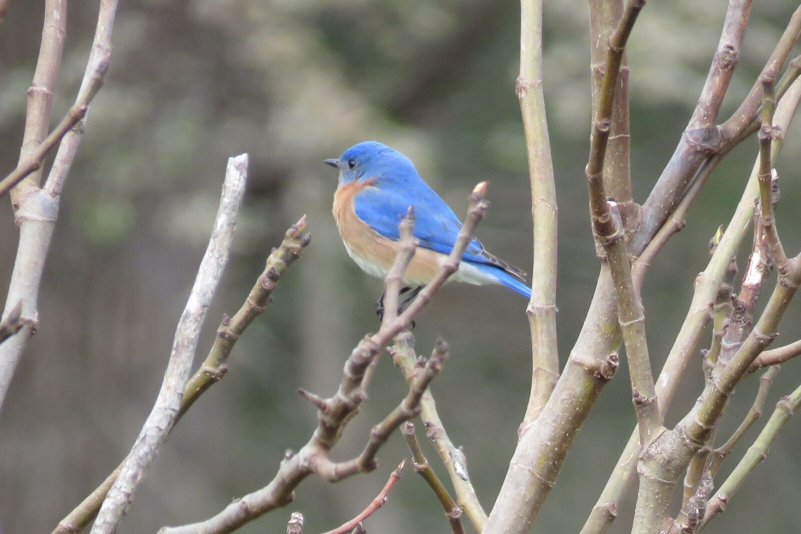 Canon PowerShot SX60 HS sample photo. Bird, blue, nature photography