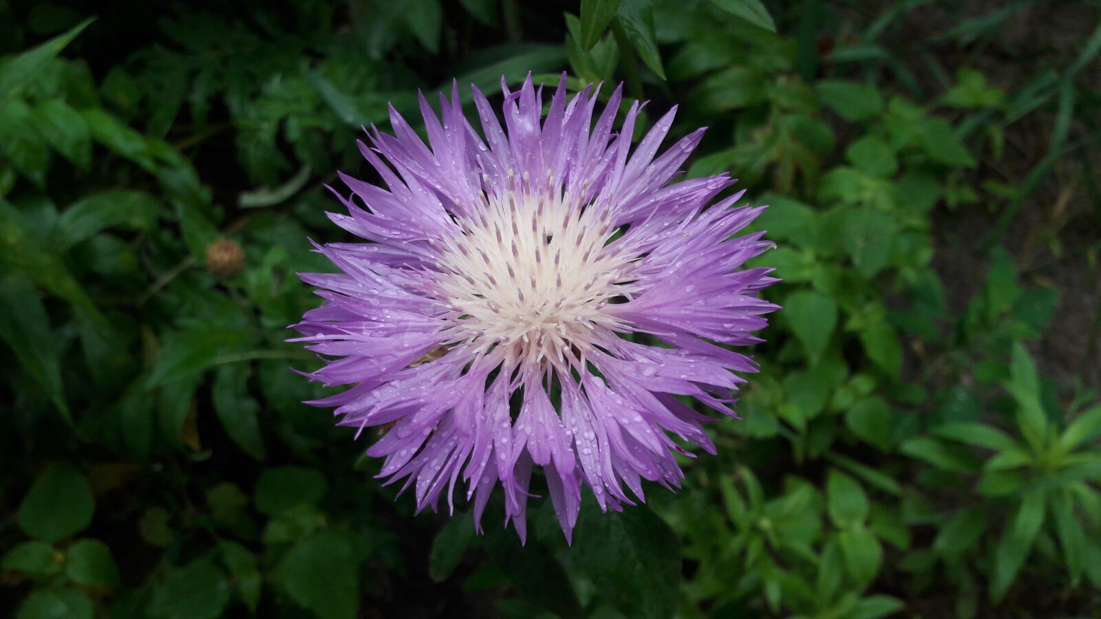 Samsung Galaxy J7 sample photo. Flower, purple flower, plant photography