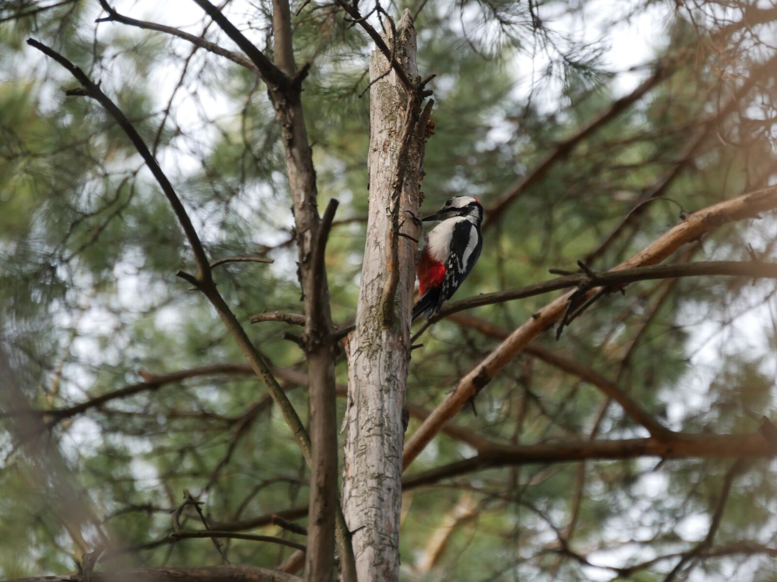 Panasonic Lumix DMC-G85 (Lumix DMC-G80) sample photo. Woodpecker, pine, bird photography