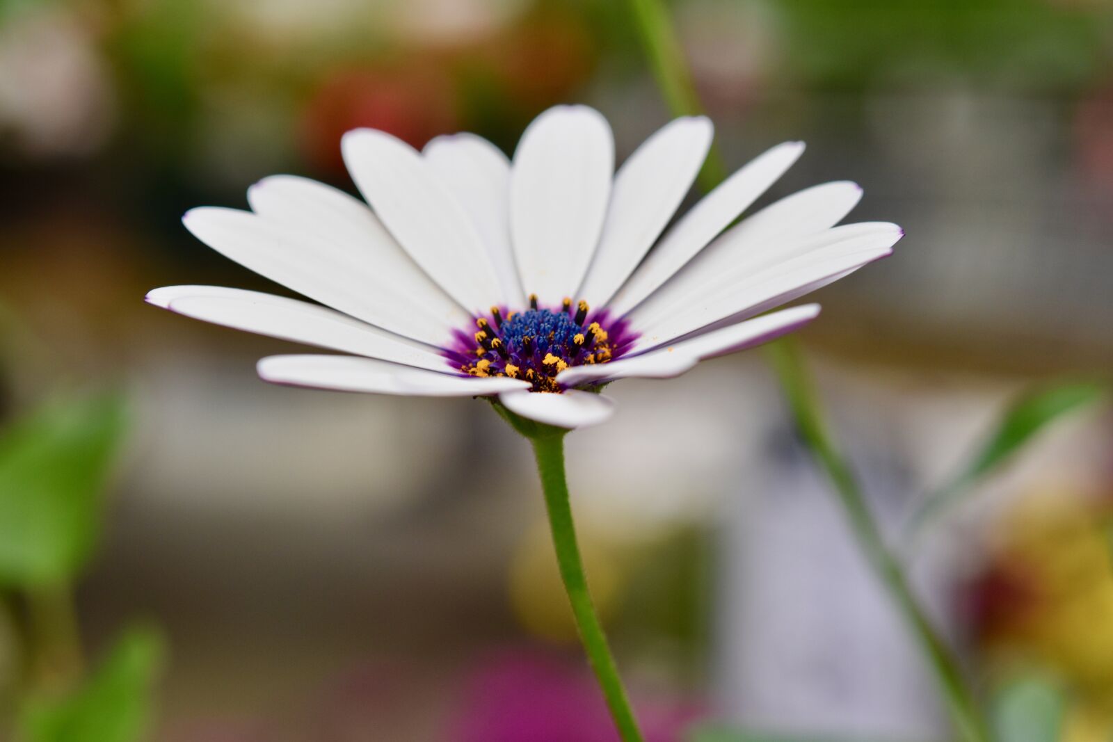 Nikon D5600 sample photo. Flower, flower petals, marguerite photography