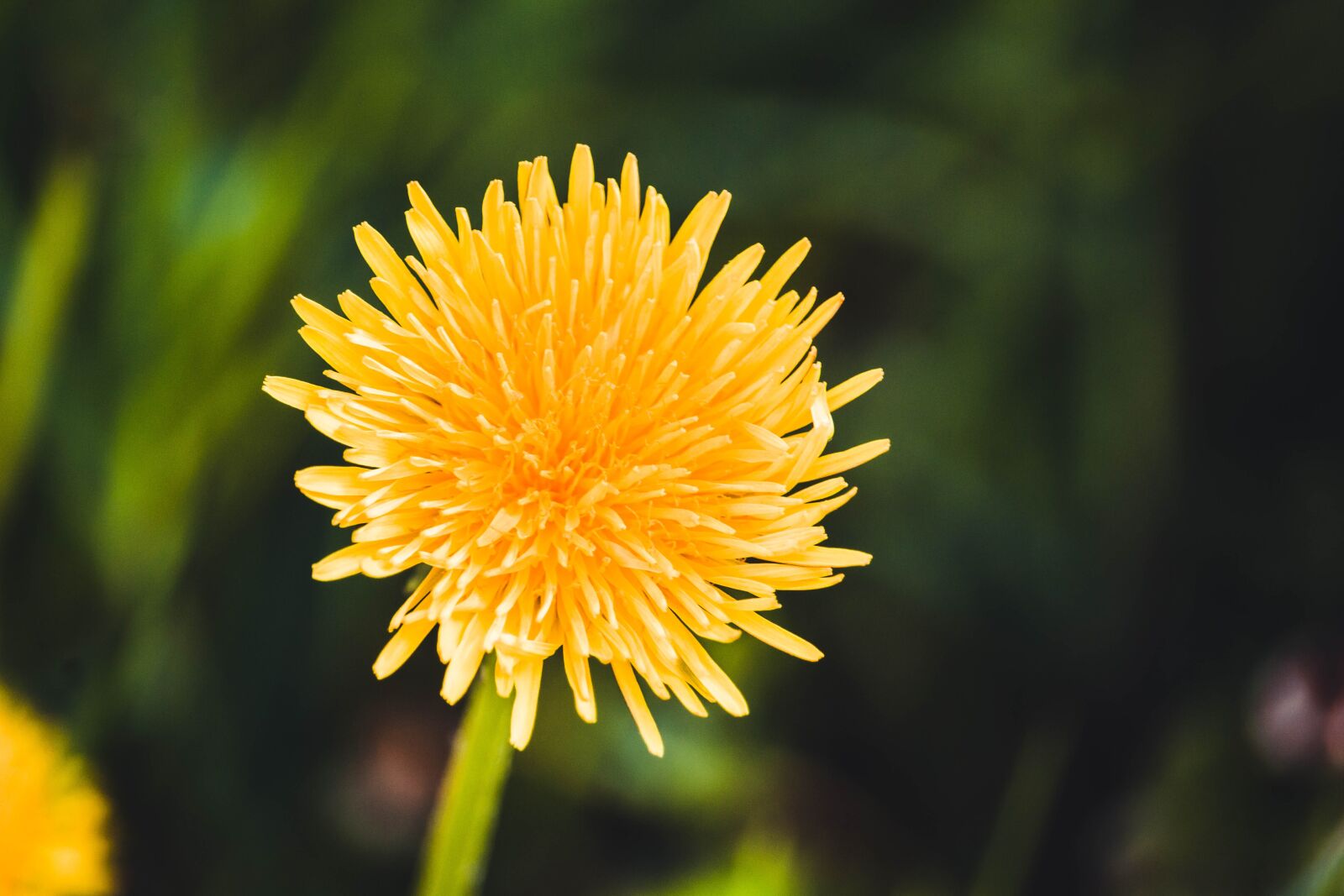 Canon EOS 100D (EOS Rebel SL1 / EOS Kiss X7) + Canon EF-S 55-250mm F4-5.6 IS STM sample photo. Common dandelion, dandelion, flower photography