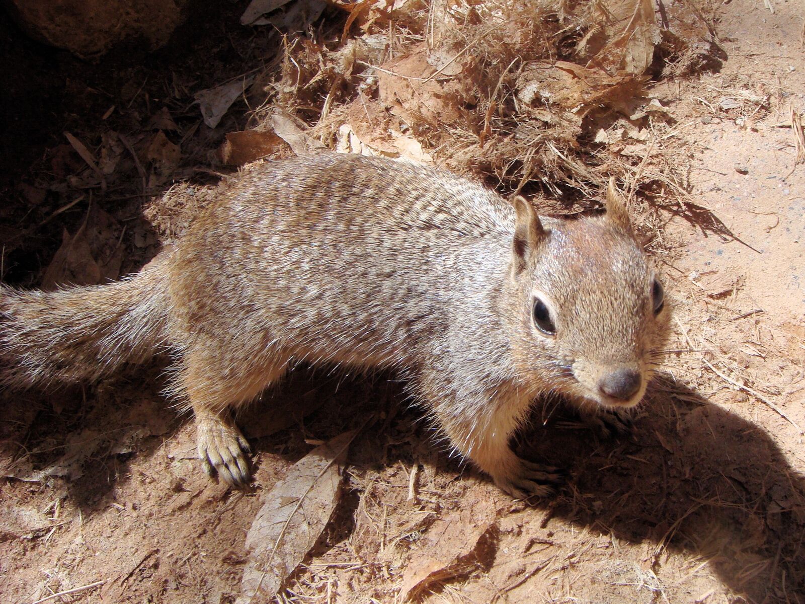 Sony DSC-T100 sample photo. Squirrel, animal, ground squirrel photography