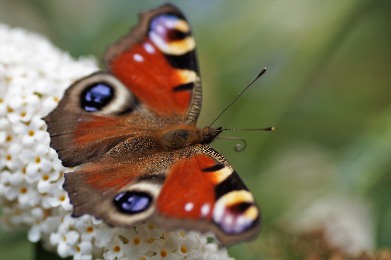 Sony SLT-A58 sample photo. Butterfly, peacock, eye photography