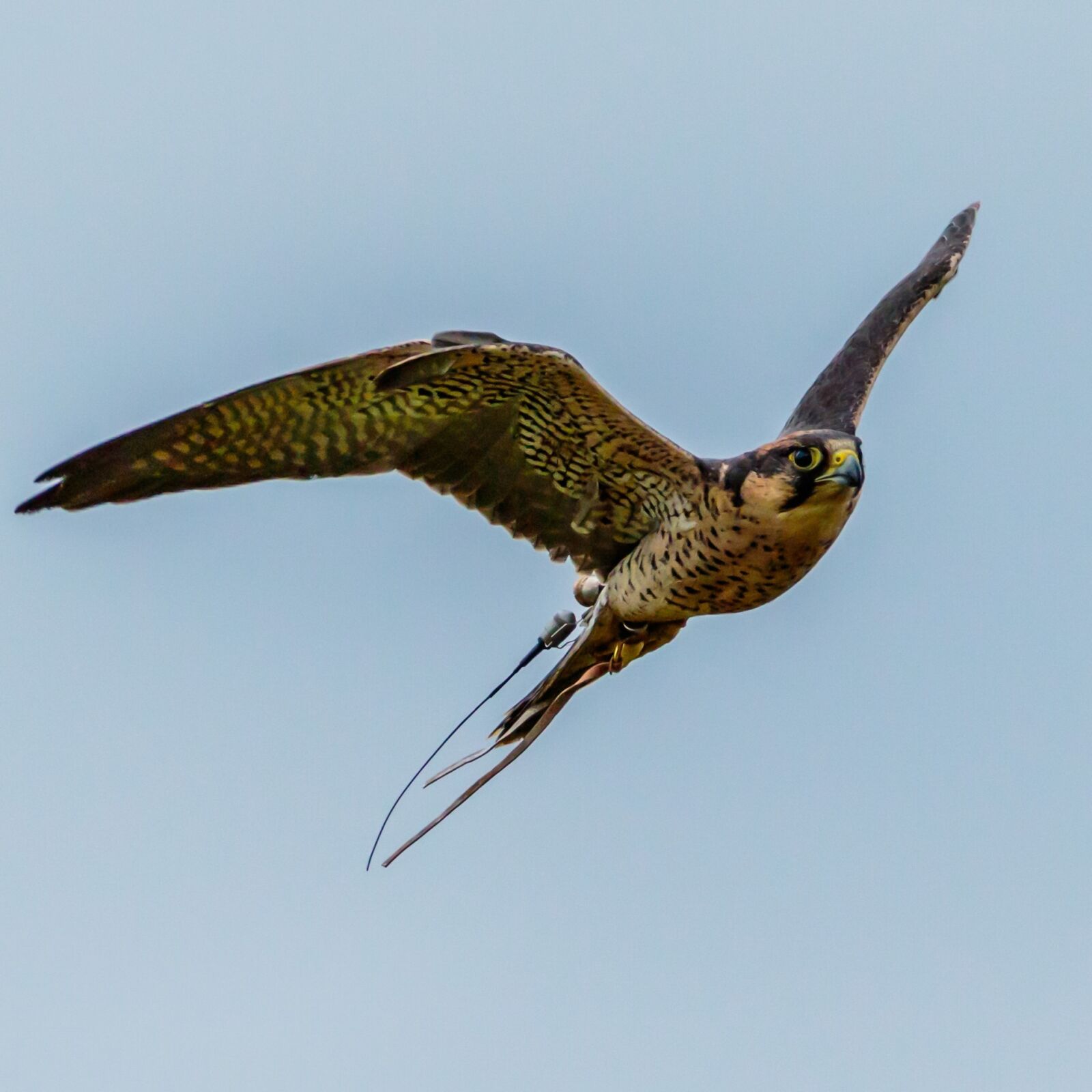 Canon EOS 7D Mark II sample photo. Lanner falcon, bird of photography