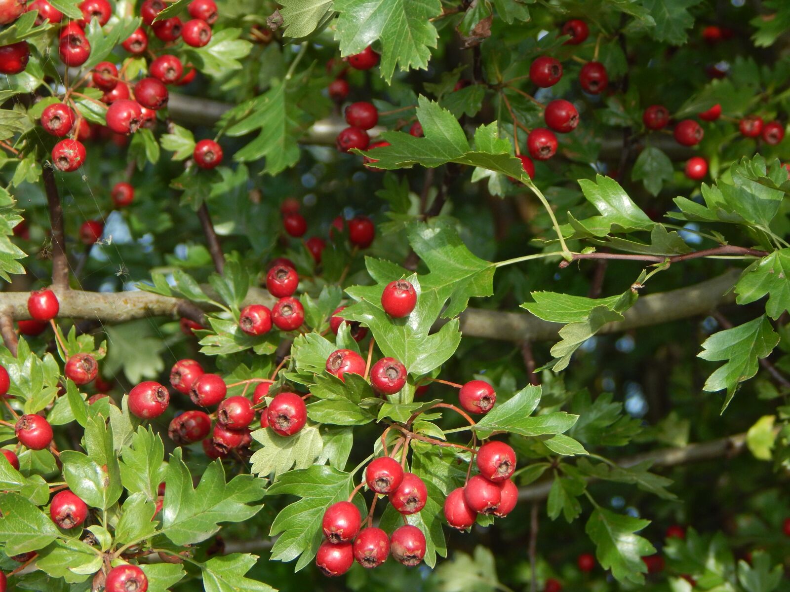 Nikon Coolpix L830 sample photo. Berry red, tree, bush photography