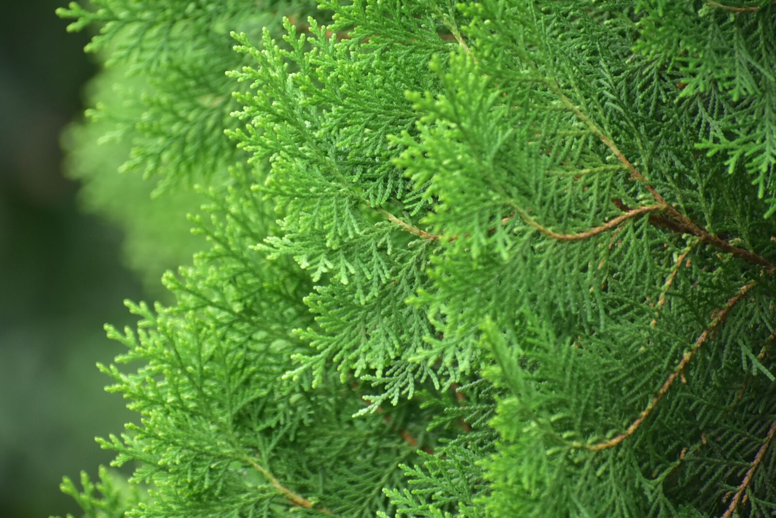 Nikon D3400 sample photo. Pine, spruce, fir photography