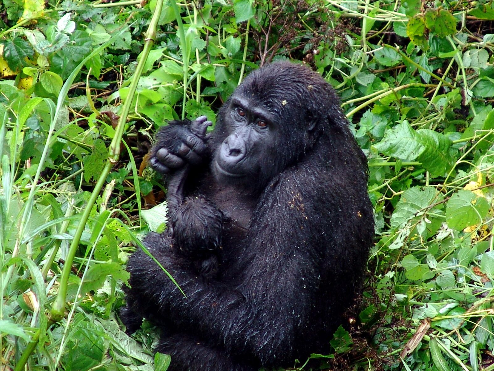 Sony DSC-F828 sample photo. Gorilla, tropical, rainforest photography