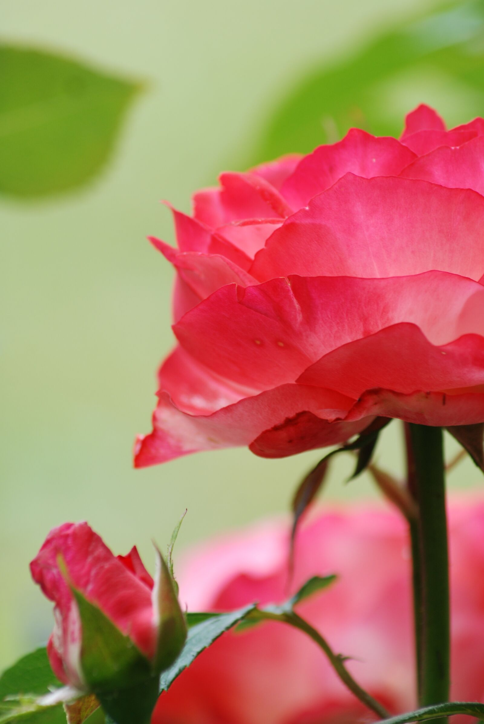 Nikon D80 sample photo. Rose, garden, pink photography