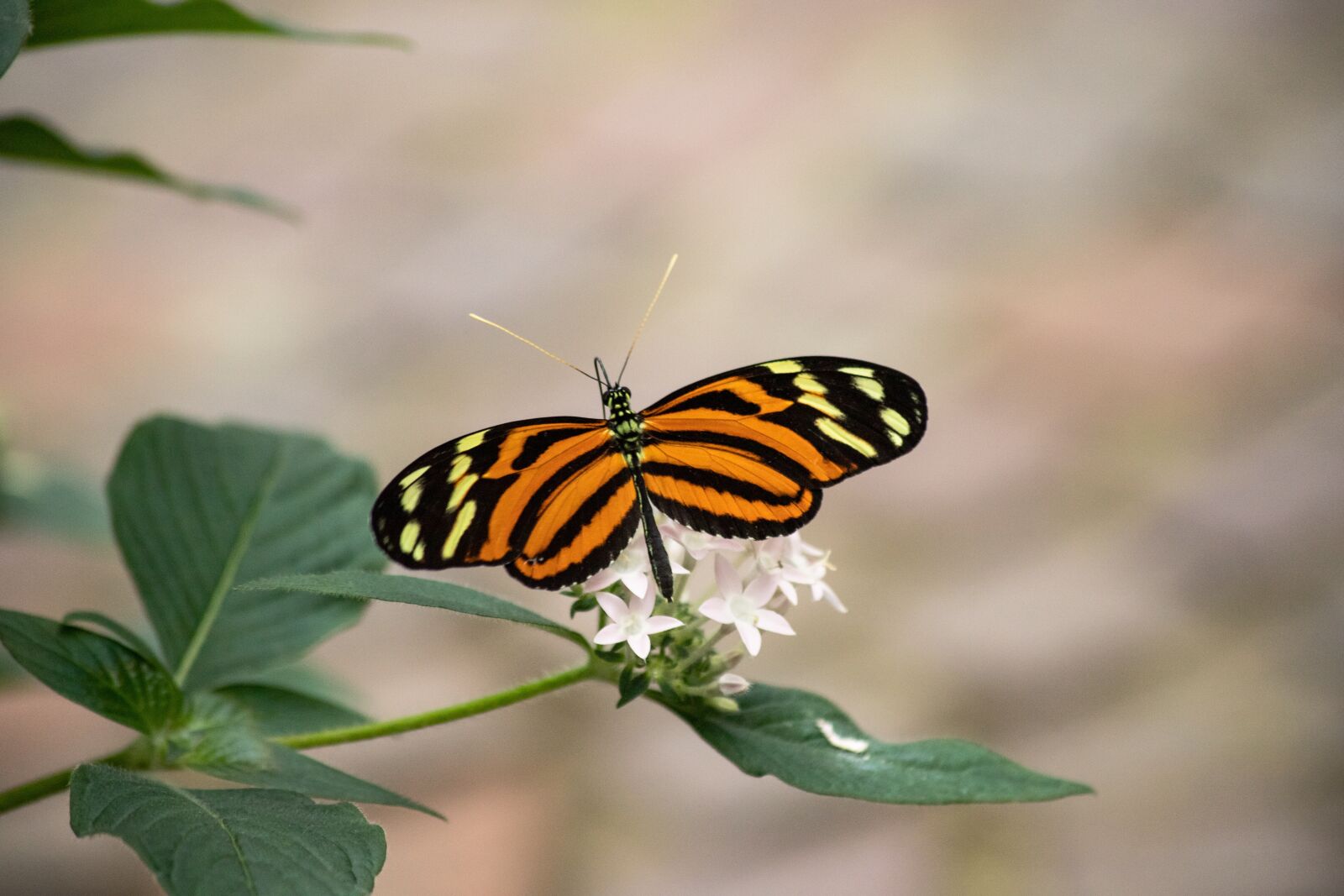 Canon EOS 6D Mark II sample photo. Butterfly, butterflies, insect photography