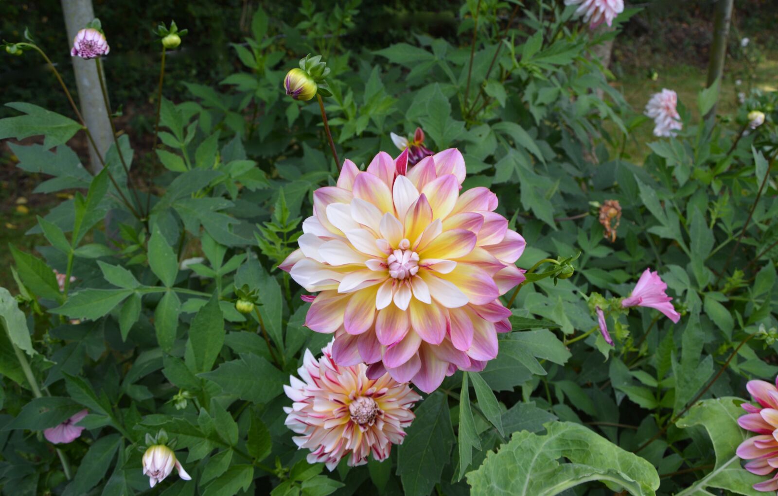Nikon D5200 sample photo. Flowers, garden, pink yellow photography