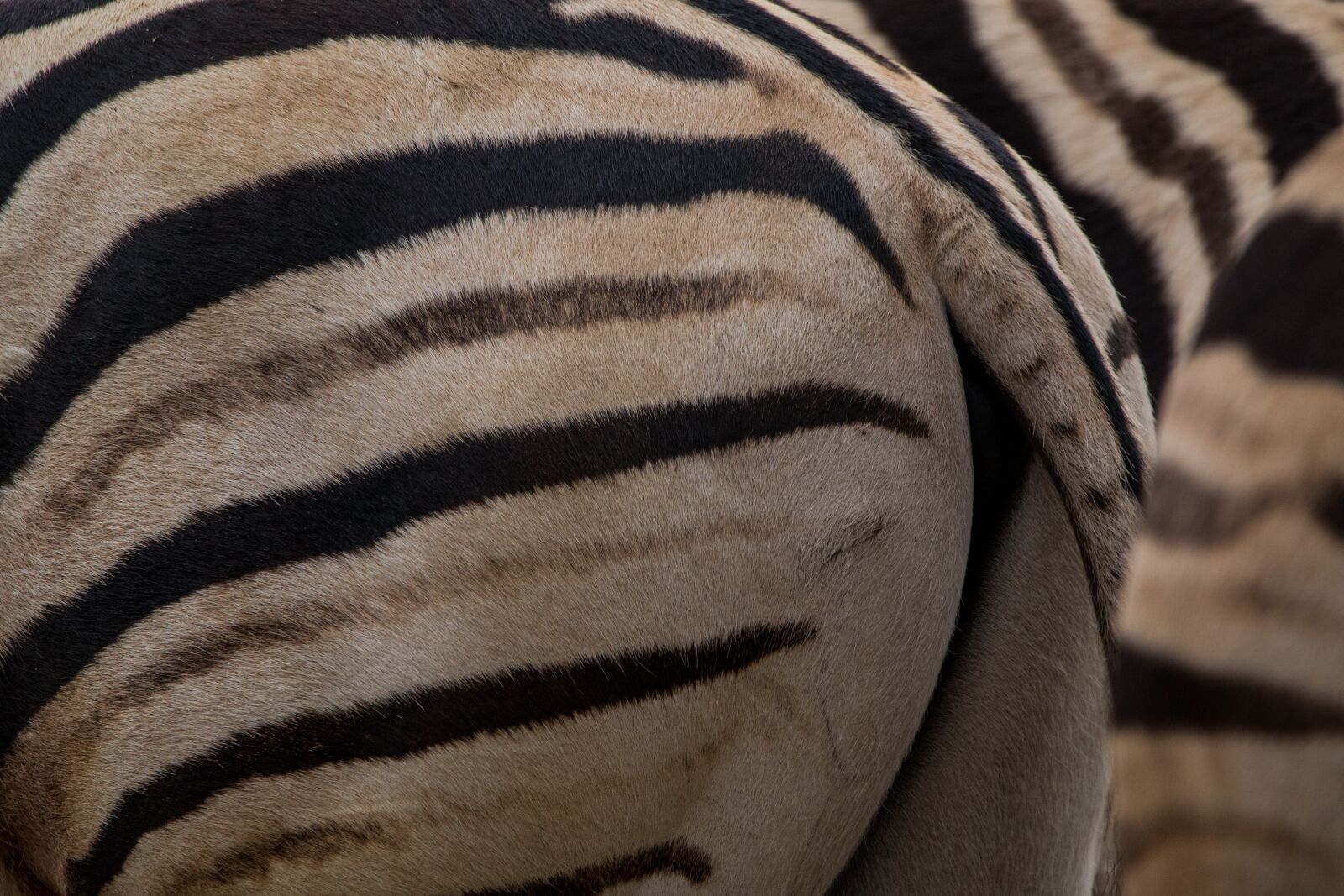 Canon EOS 70D sample photo. Zebra, rump, pattern photography