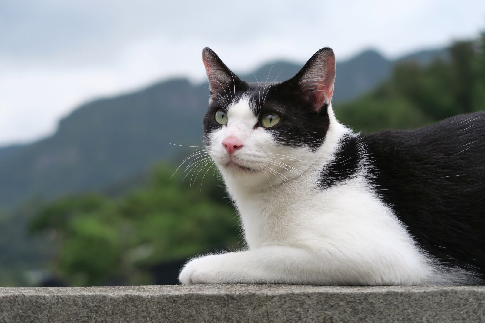 Canon PowerShot G7 X sample photo. Portrait, cute, animal photography