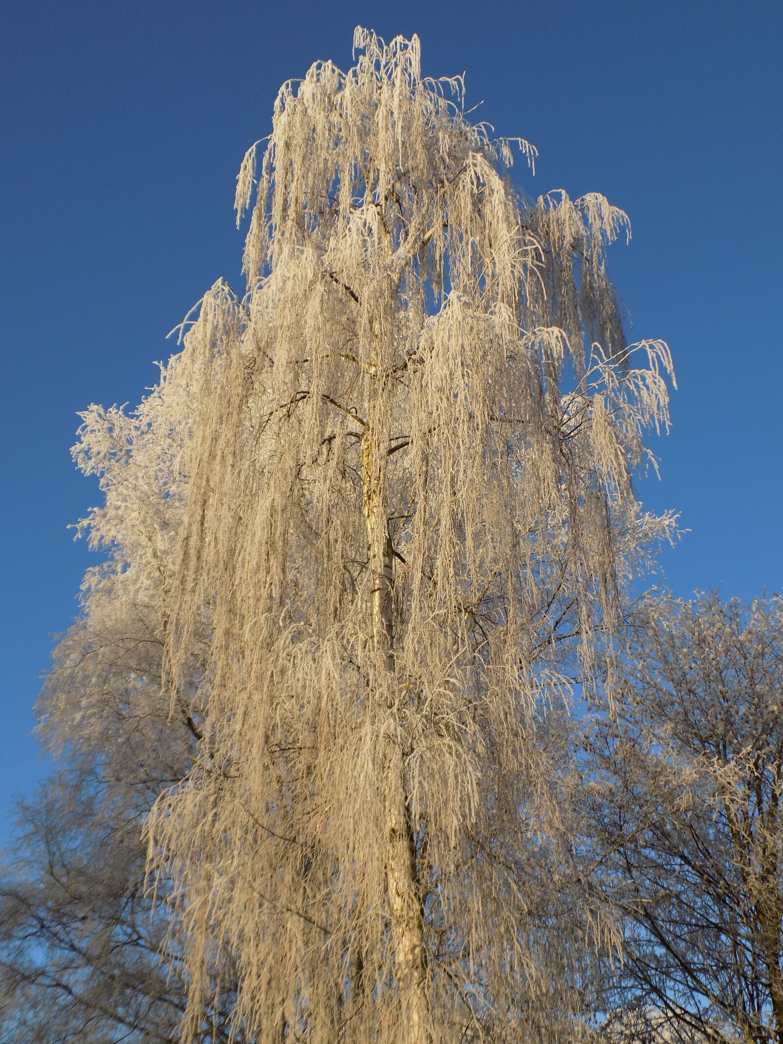 Nikon COOLPIX L340 sample photo. Tree, frost, cold photography
