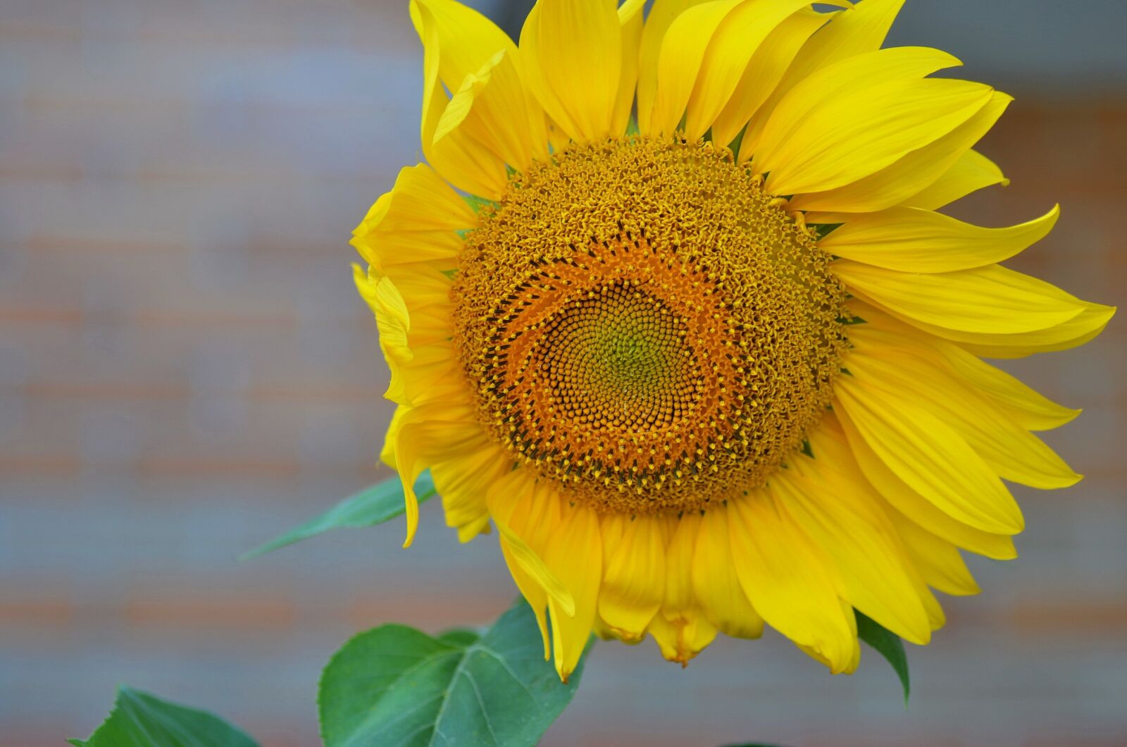 Nikon D5100 sample photo. Sunflower, summer, field photography