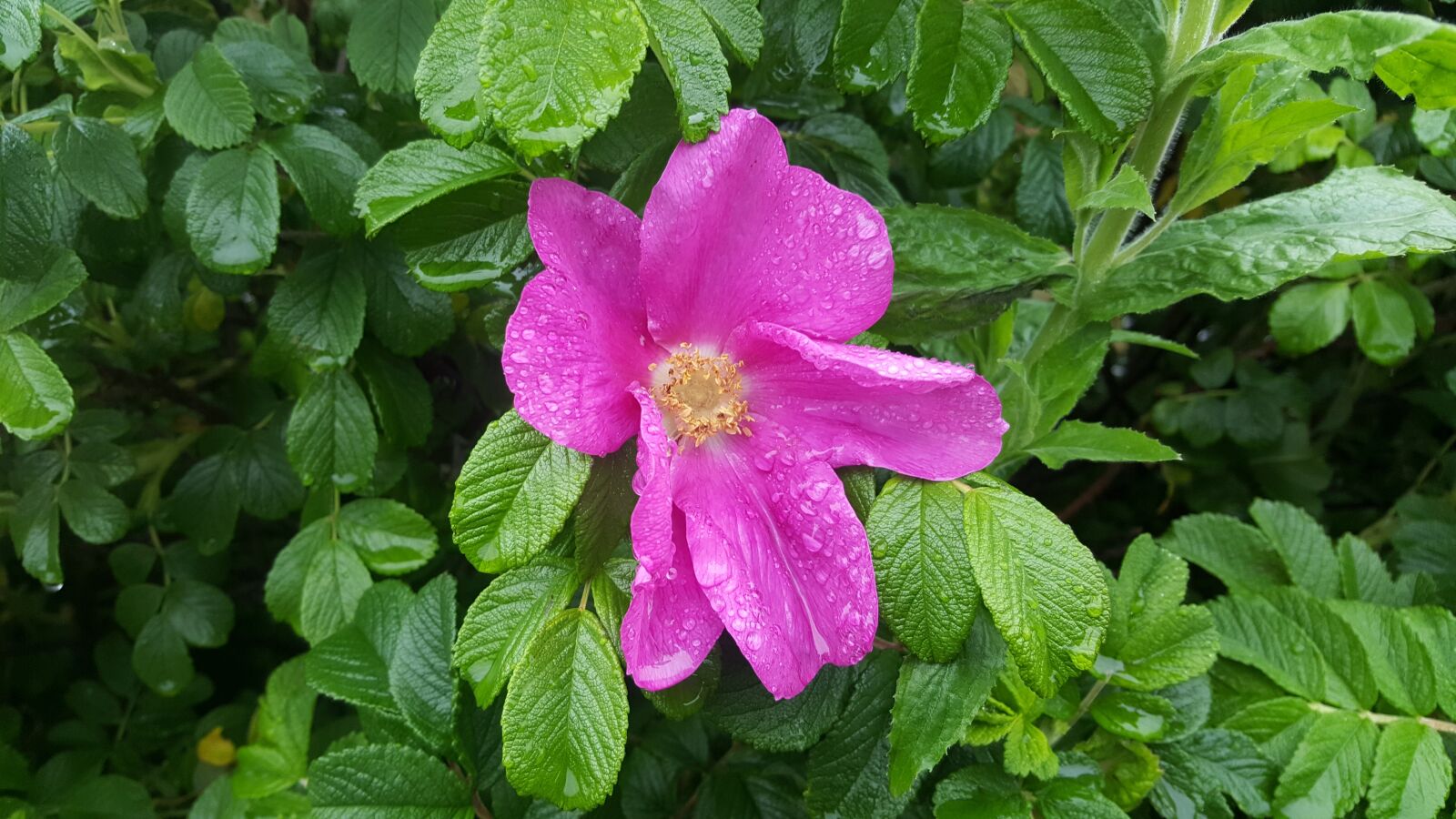 Samsung Galaxy S6 sample photo. Rain, flowers, rose photography