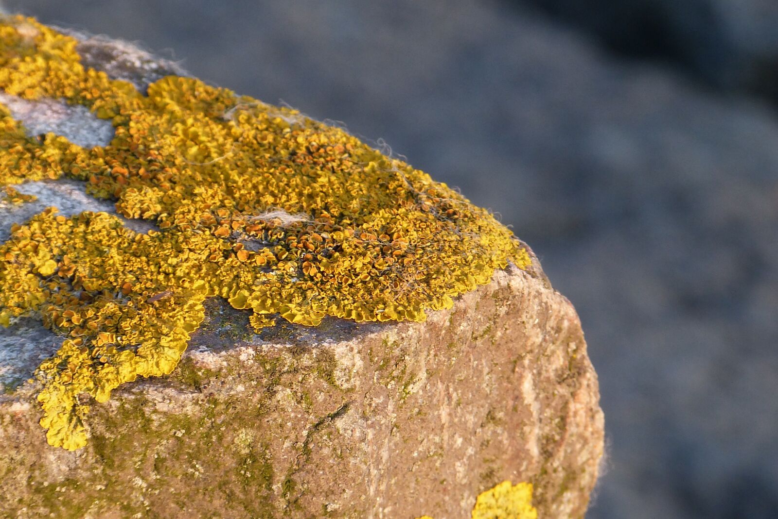 Panasonic Lumix DMC-FZ150 sample photo. Lichen, stone, north sea photography