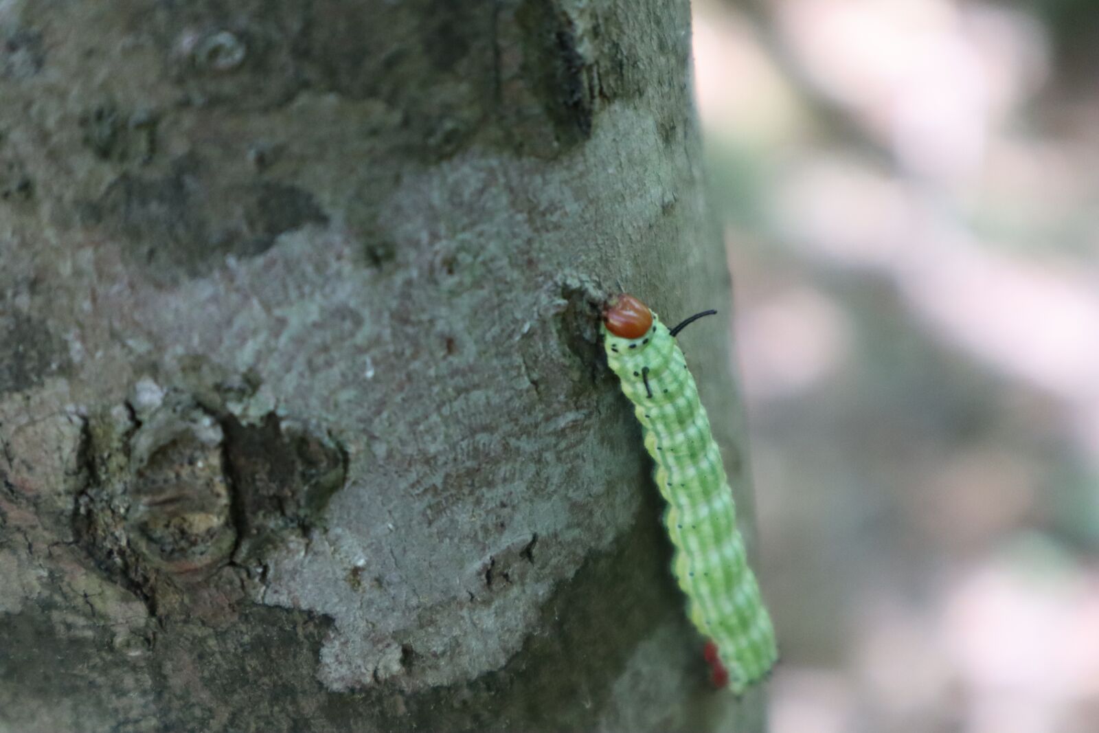 Canon EF-M 15-45mm F3.5-6.3 IS STM sample photo. Nature, caterpillar, tree photography