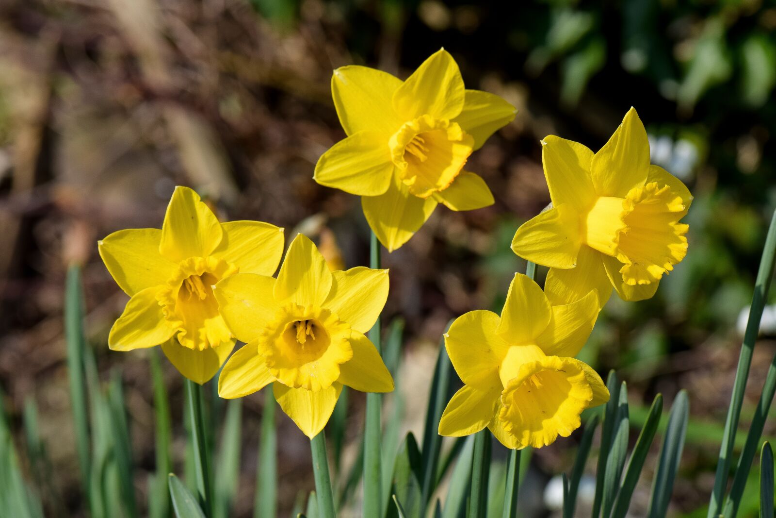 Nikon D5300 sample photo. Daffodils, flowers, spring photography