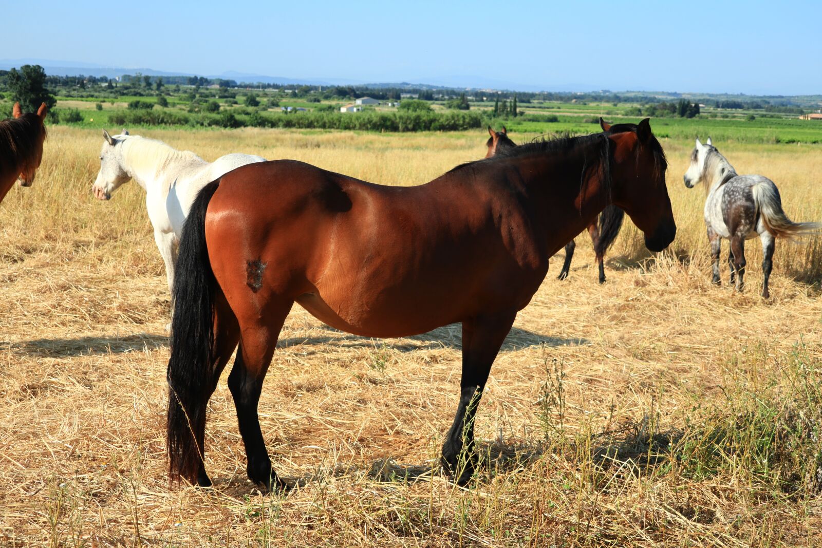 Canon PowerShot G1 X Mark III sample photo. Animal, horse, nature photography