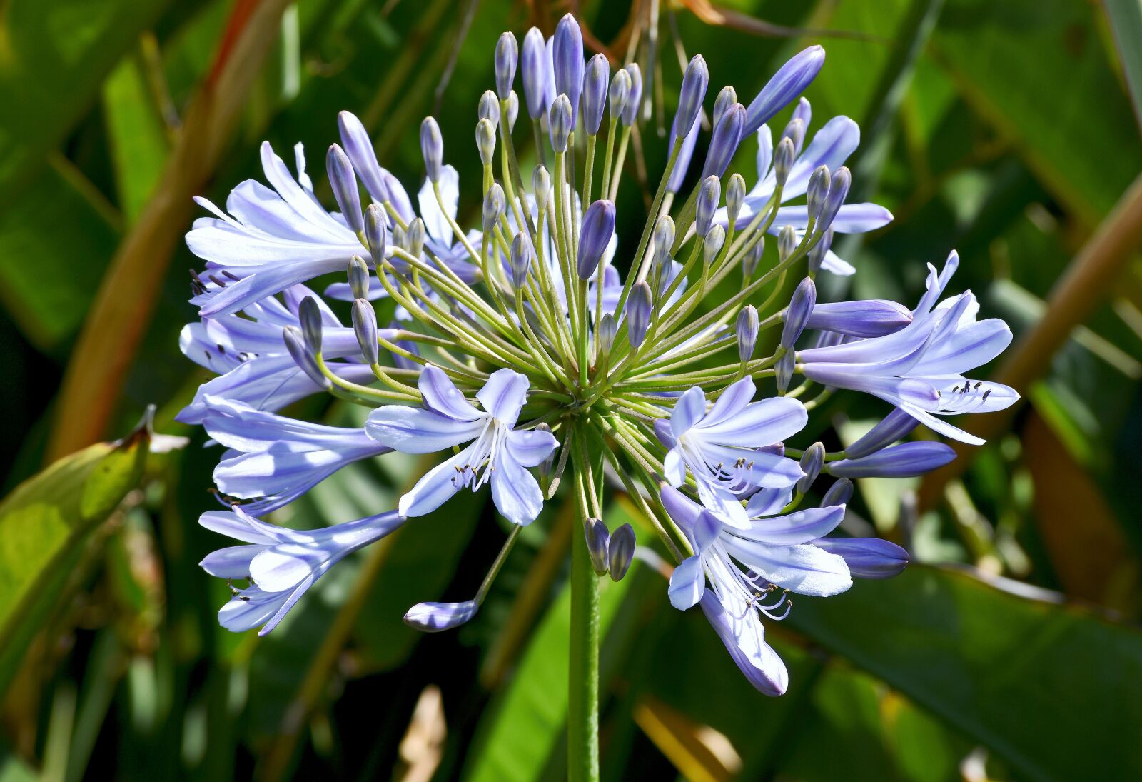 Nikon D5500 sample photo. Flower, flora, bloom photography