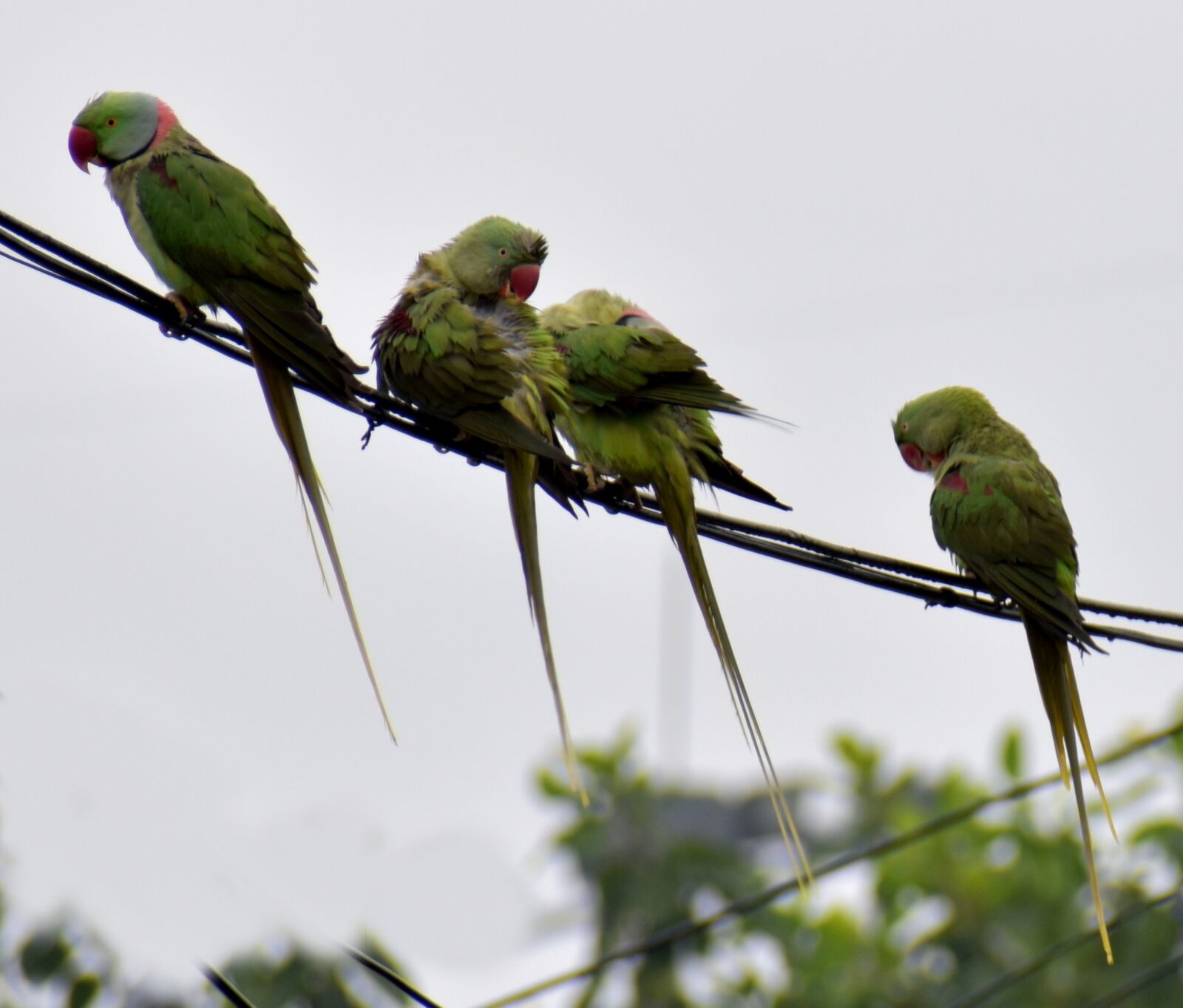 Nikon D5600 sample photo. Parrots, raining, birds photography