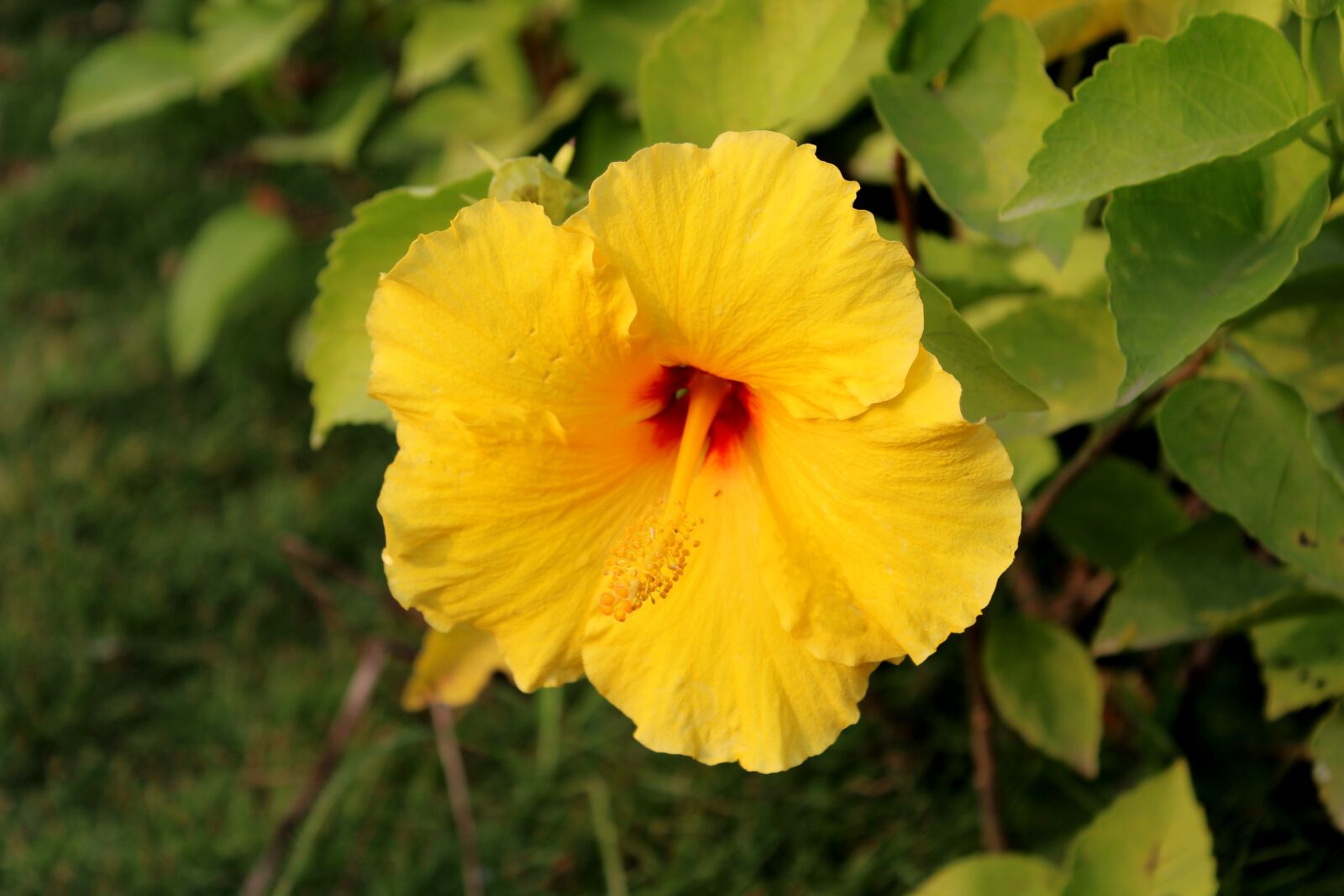 Canon EOS 2000D (EOS Rebel T7 / EOS Kiss X90 / EOS 1500D) sample photo. Yellow hibiscus flower, decorative photography