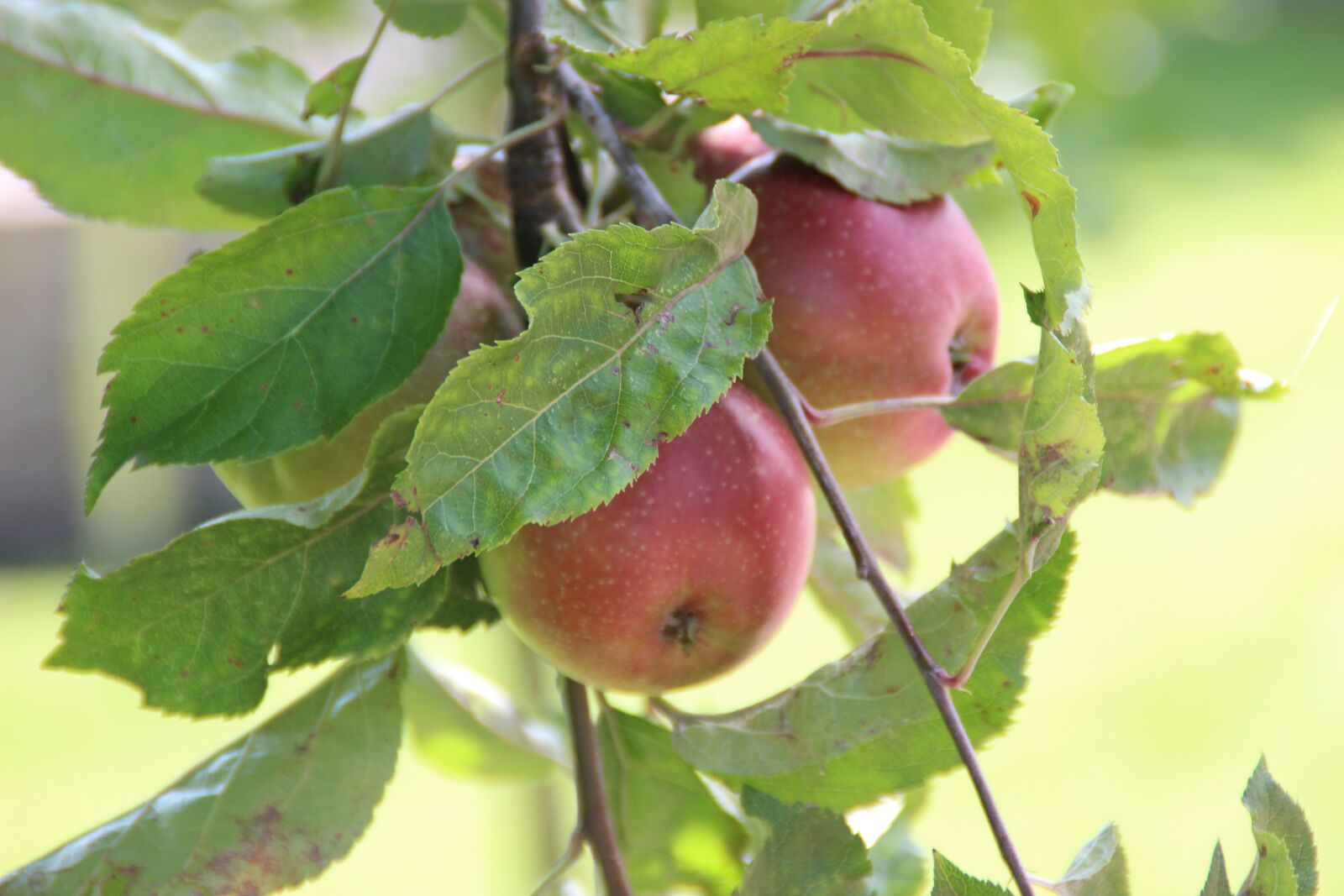 Canon EOS 600D (Rebel EOS T3i / EOS Kiss X5) sample photo. Apples, orchard, fruit photography