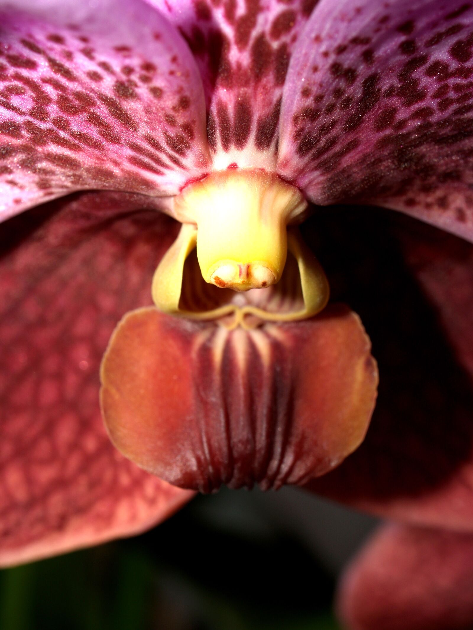 Olympus E-300 (EVOLT E-300) sample photo. Orchid, flower, bright photography