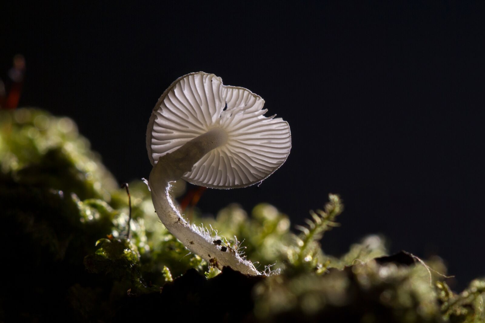 Canon EOS 7D sample photo. Mushroom, mini mushroom, small photography