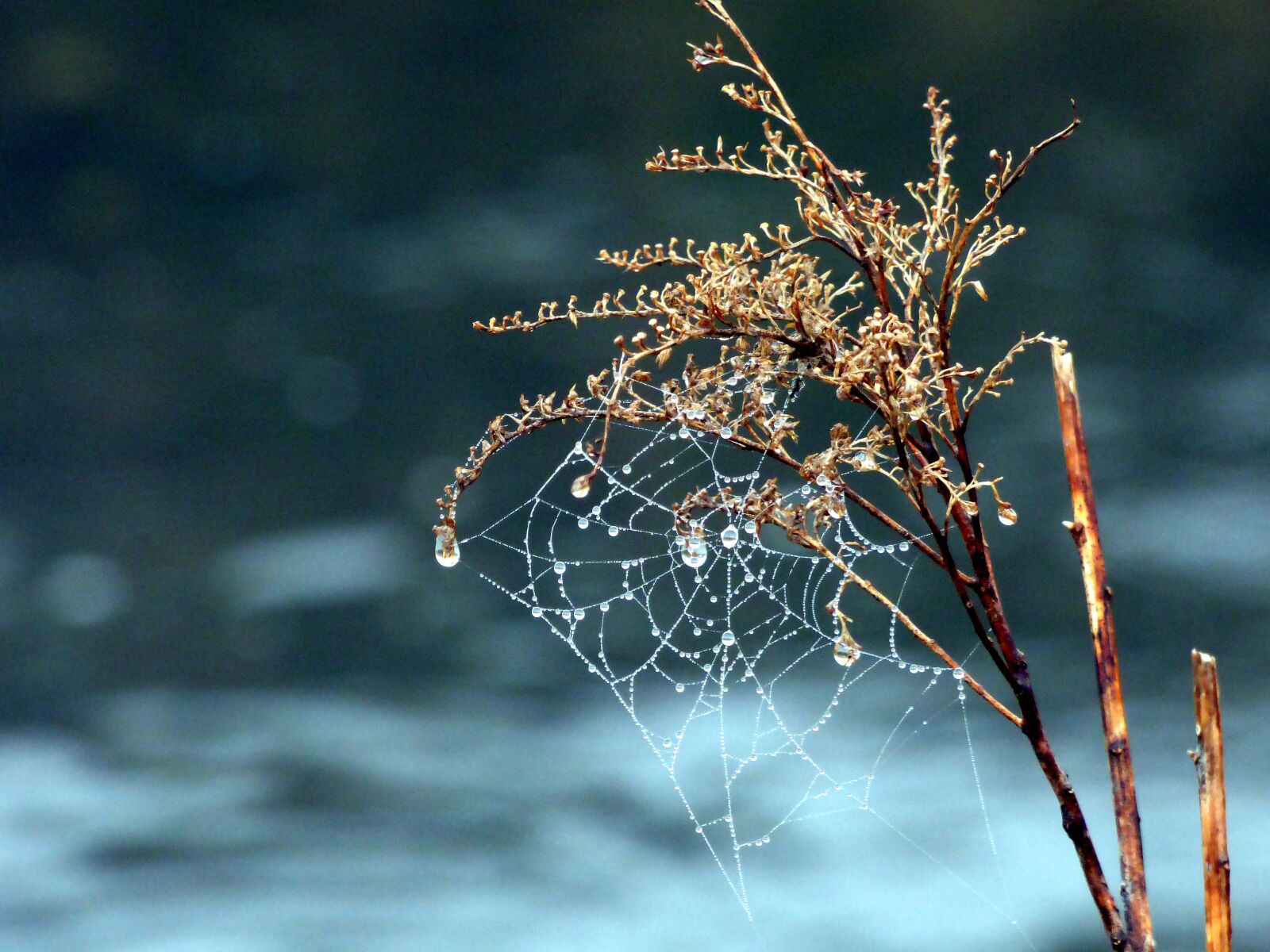 Panasonic DMC-FZ72 sample photo. Canvas, spider, nature photography