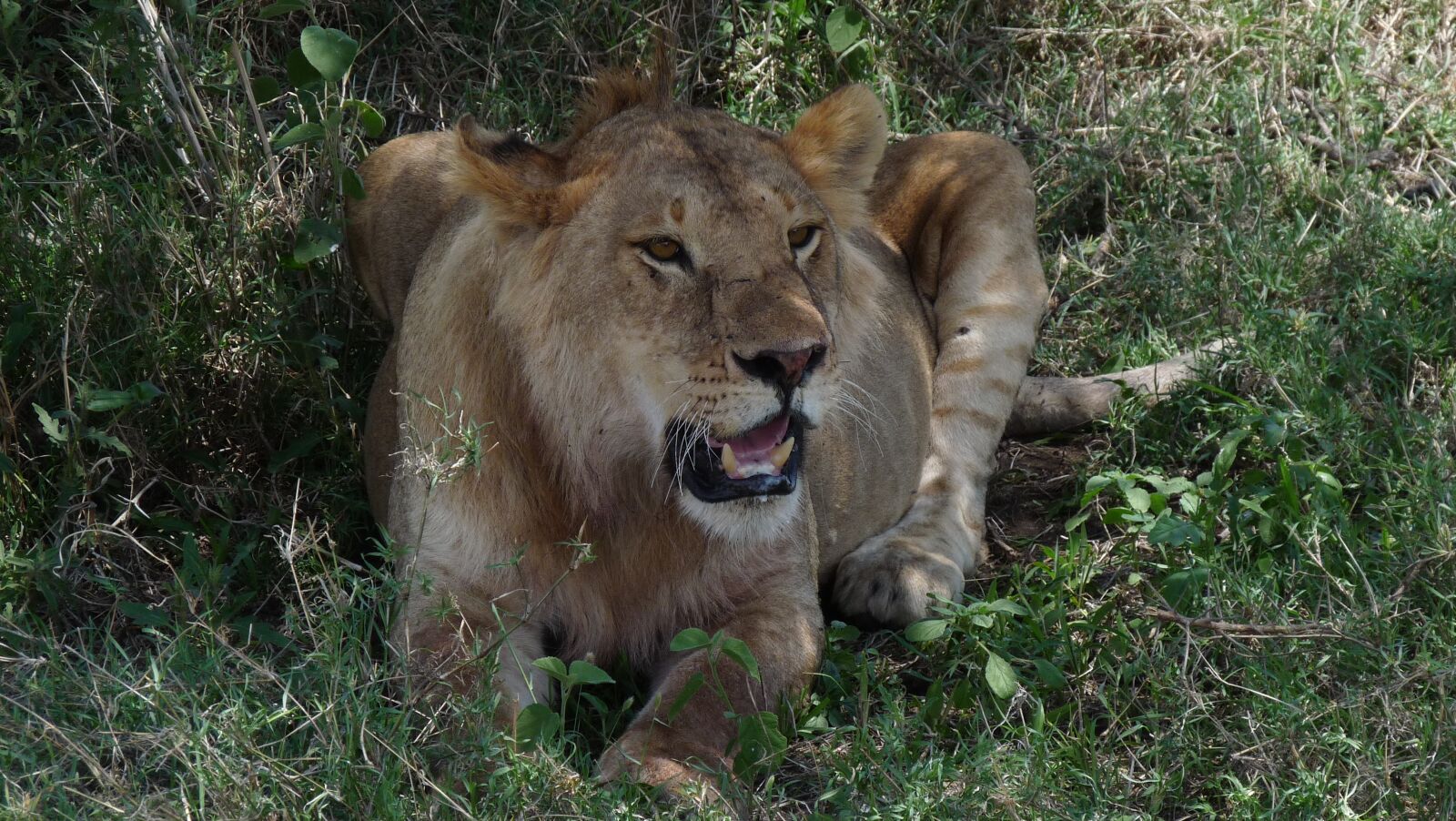 Panasonic Lumix DMC-FZ28 sample photo. Tanzania, lion, safari photography