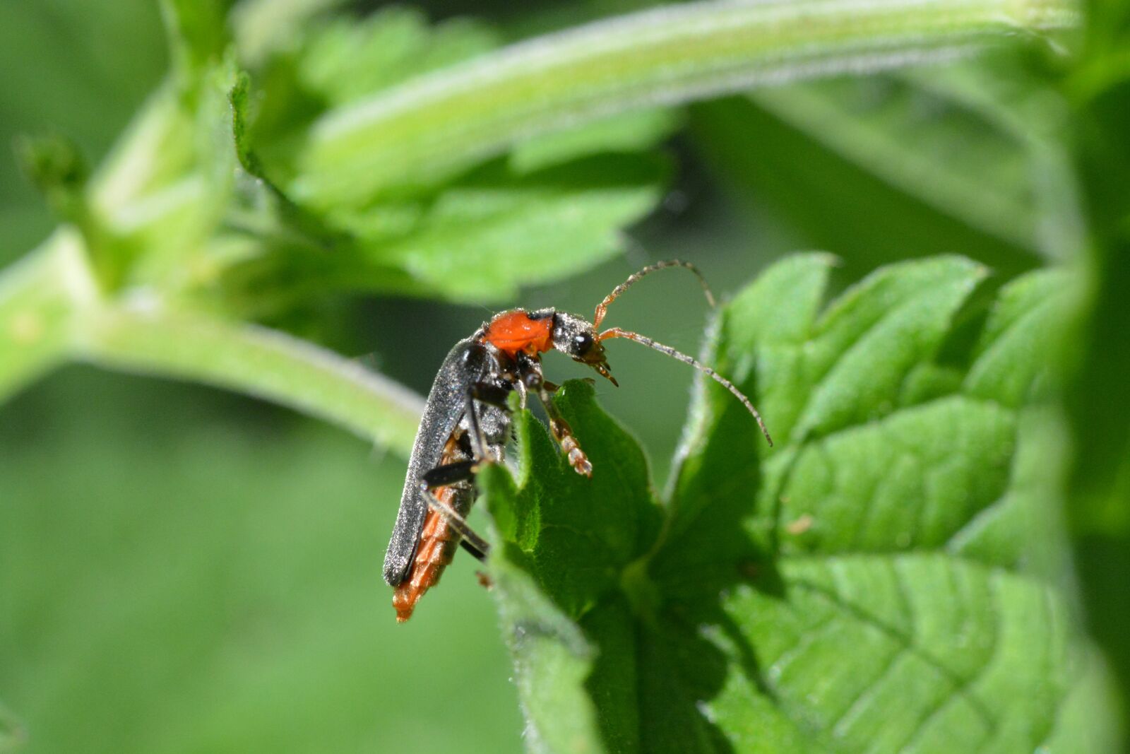 Nikon D5200 sample photo. Soldier beetle, beetle, red photography