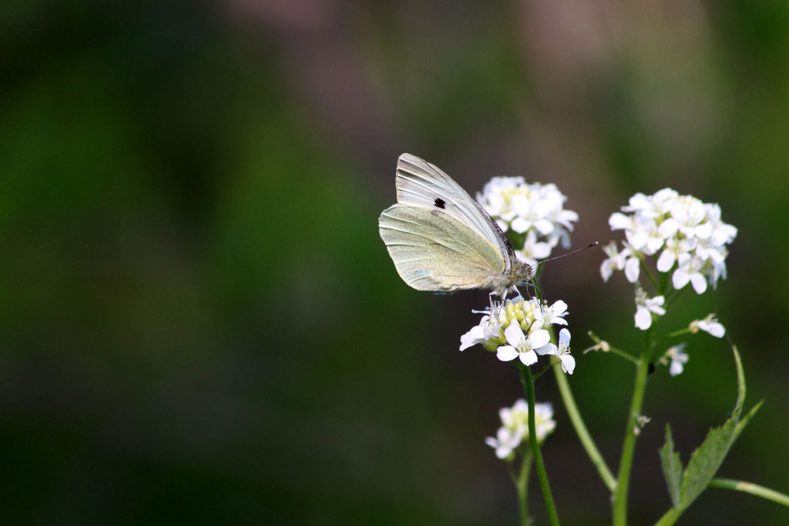 Canon EOS 650D (EOS Rebel T4i / EOS Kiss X6i) sample photo. Butterfly, flowers, insect photography