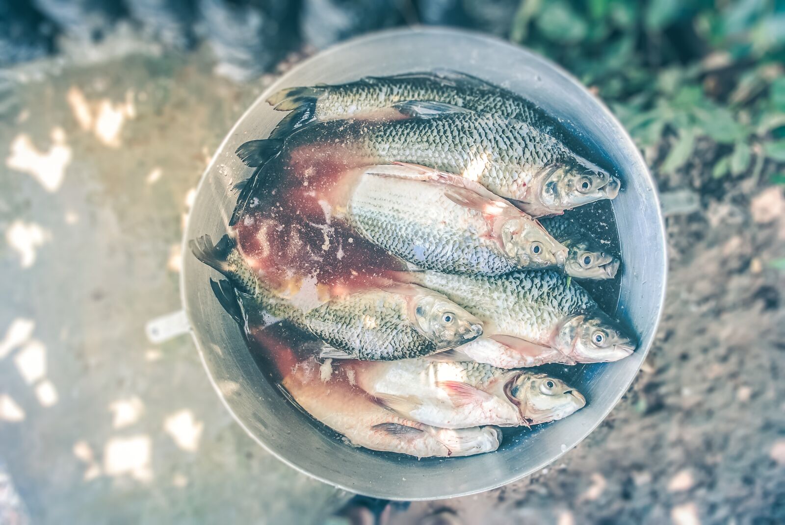 Nikon D3000 sample photo. Blood, bucket, fish photography