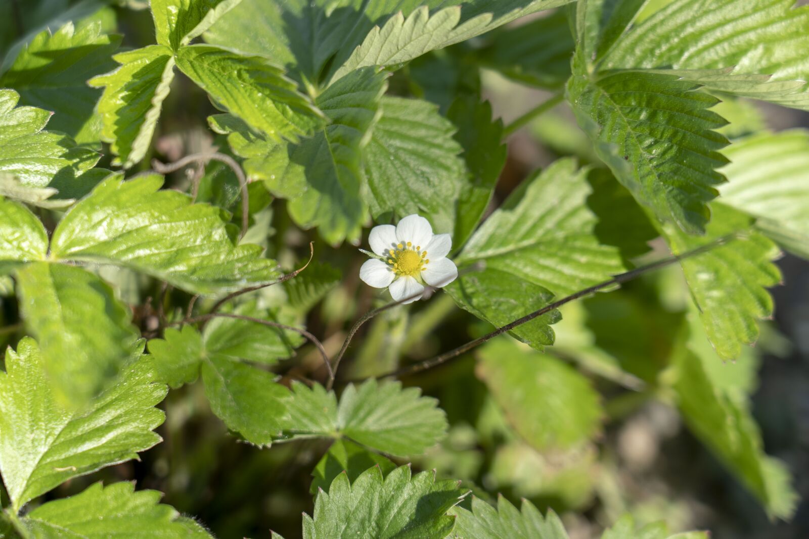 Sony FE 24-105mm F4 G OSS sample photo. Strawberry, flower, flowering photography
