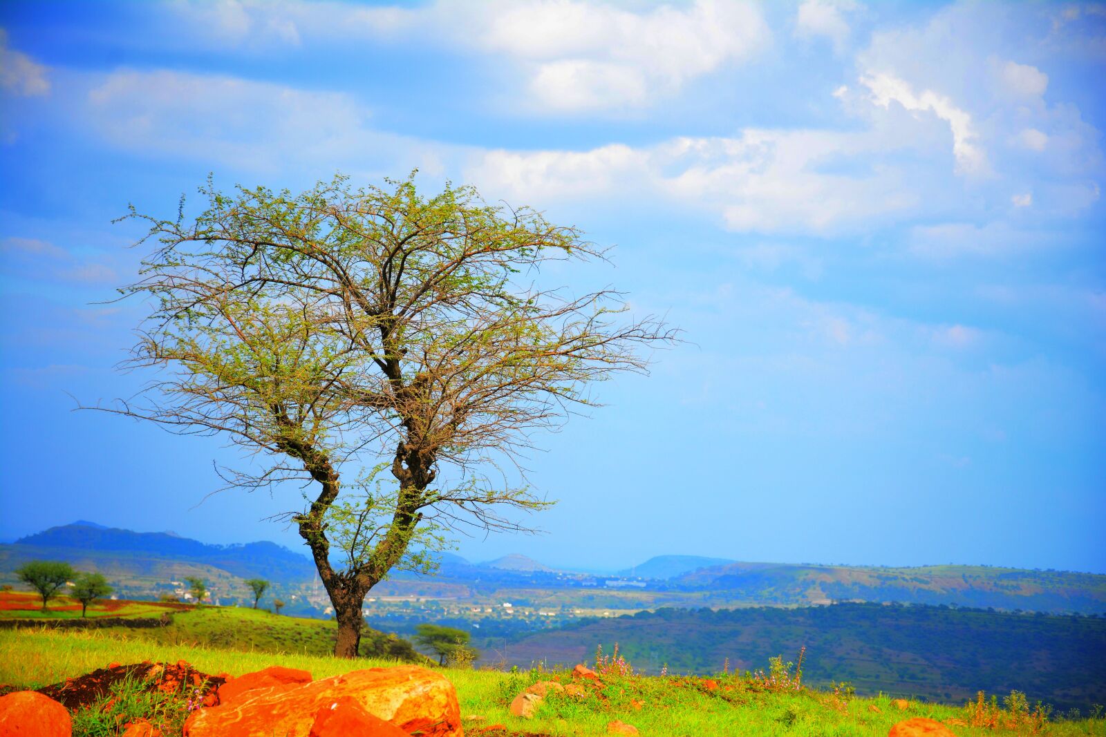 Nikon D7100 sample photo. Nature, tree, landscape photography