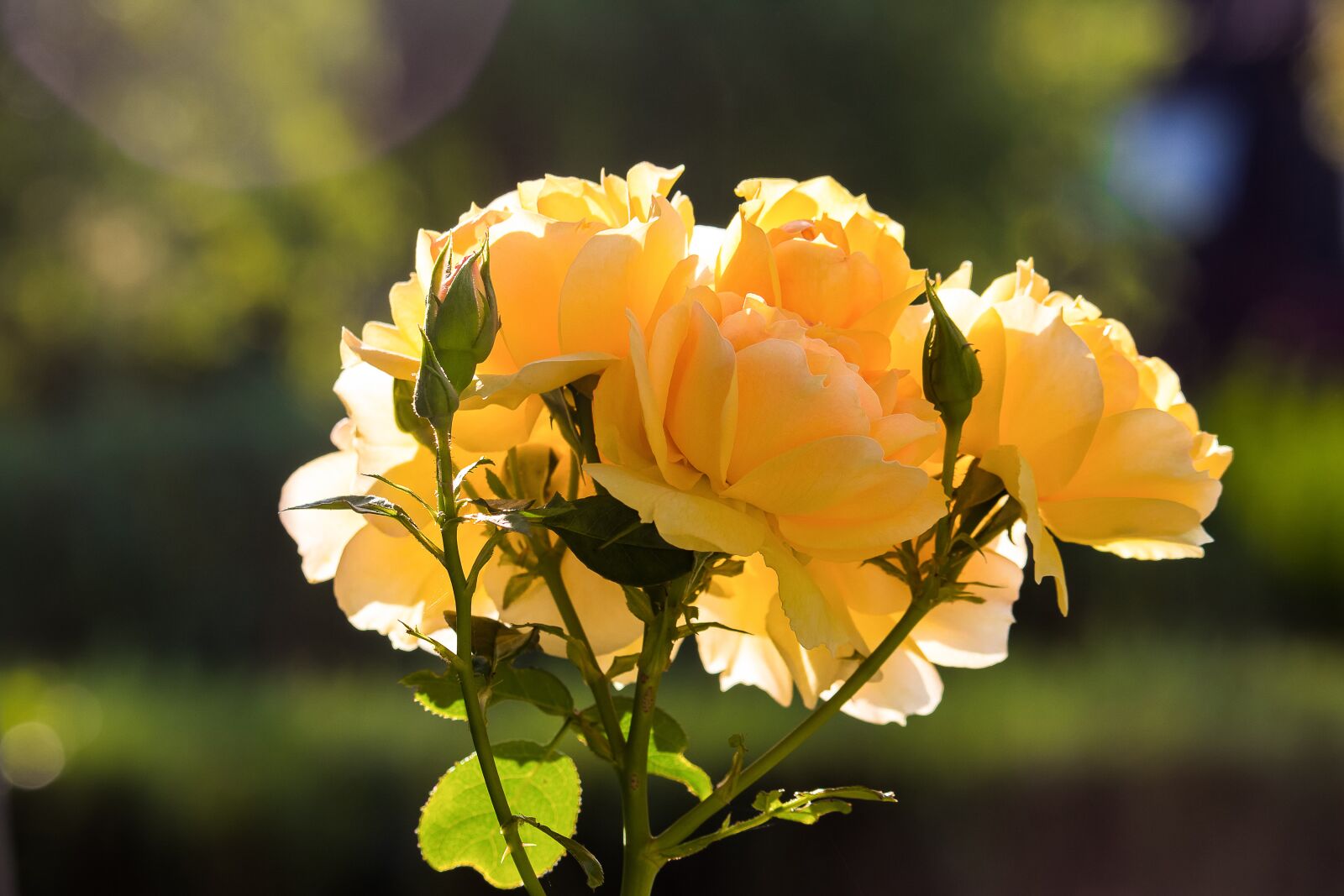 Canon EF-S 55-250mm F4-5.6 IS STM sample photo. Rose, plant, flowers photography