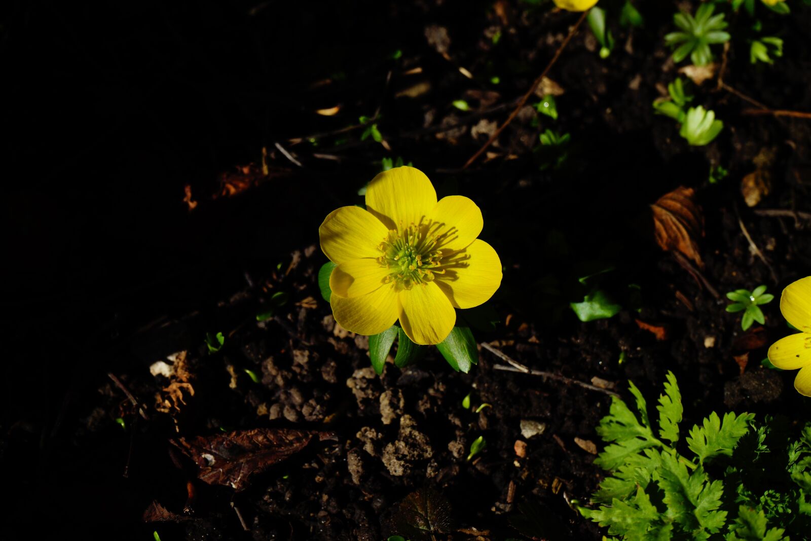 Sony a7 sample photo. Winterling, flower, blossom photography