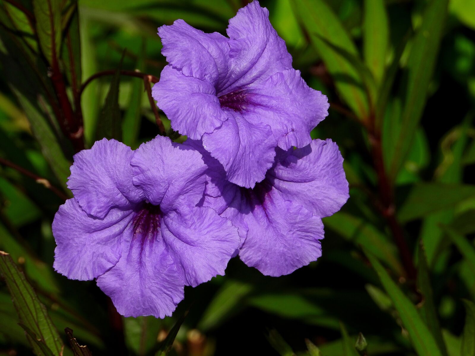 Nikon Coolpix P1000 sample photo. Flower convolvulus, flowers, bindweed photography