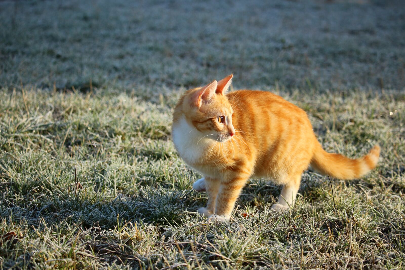 Canon EOS 100D (EOS Rebel SL1 / EOS Kiss X7) sample photo. Cat, kitten, mackerel photography