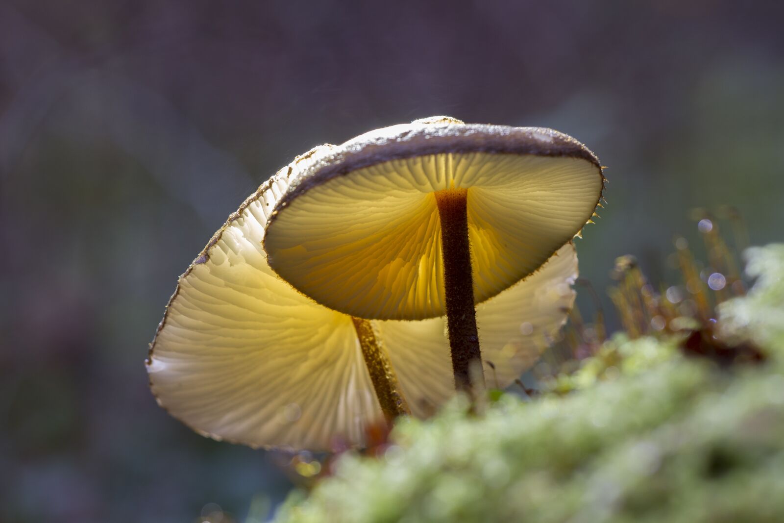 Canon EOS 7D sample photo. Mushroom, moss, forest photography