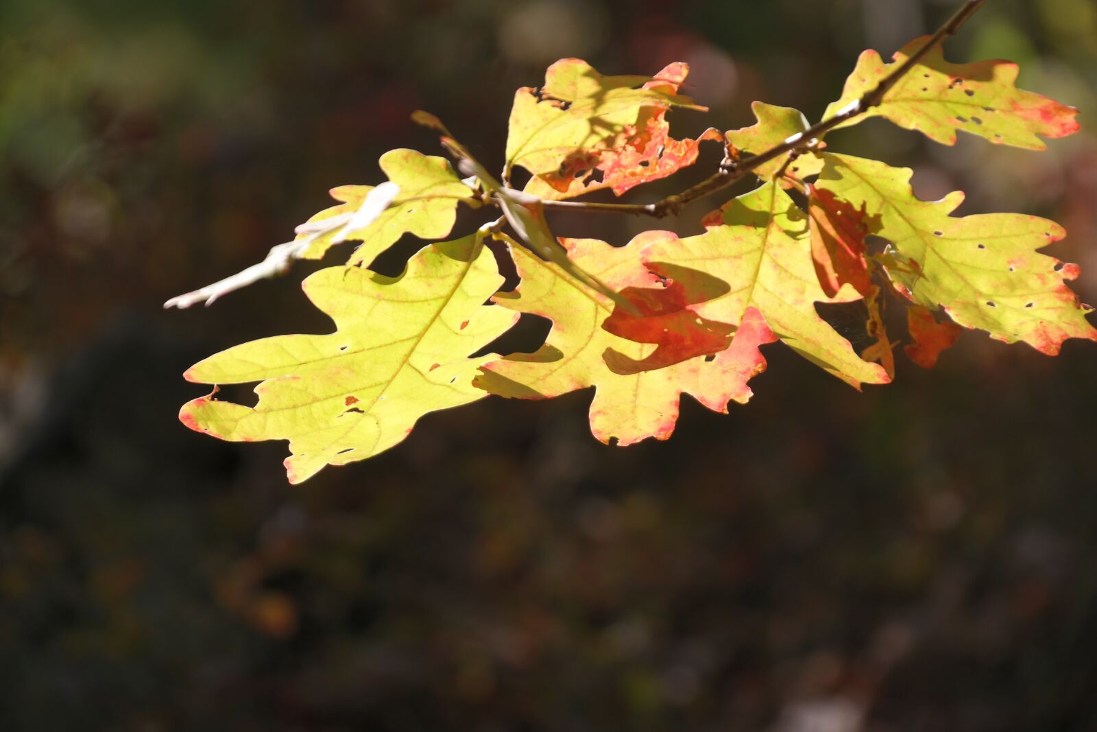 Samsung NX300 sample photo. Yellow, fall color, forest photography