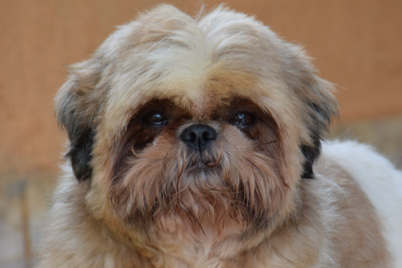 Nikon D5300 sample photo. Dog, pet, animal photography
