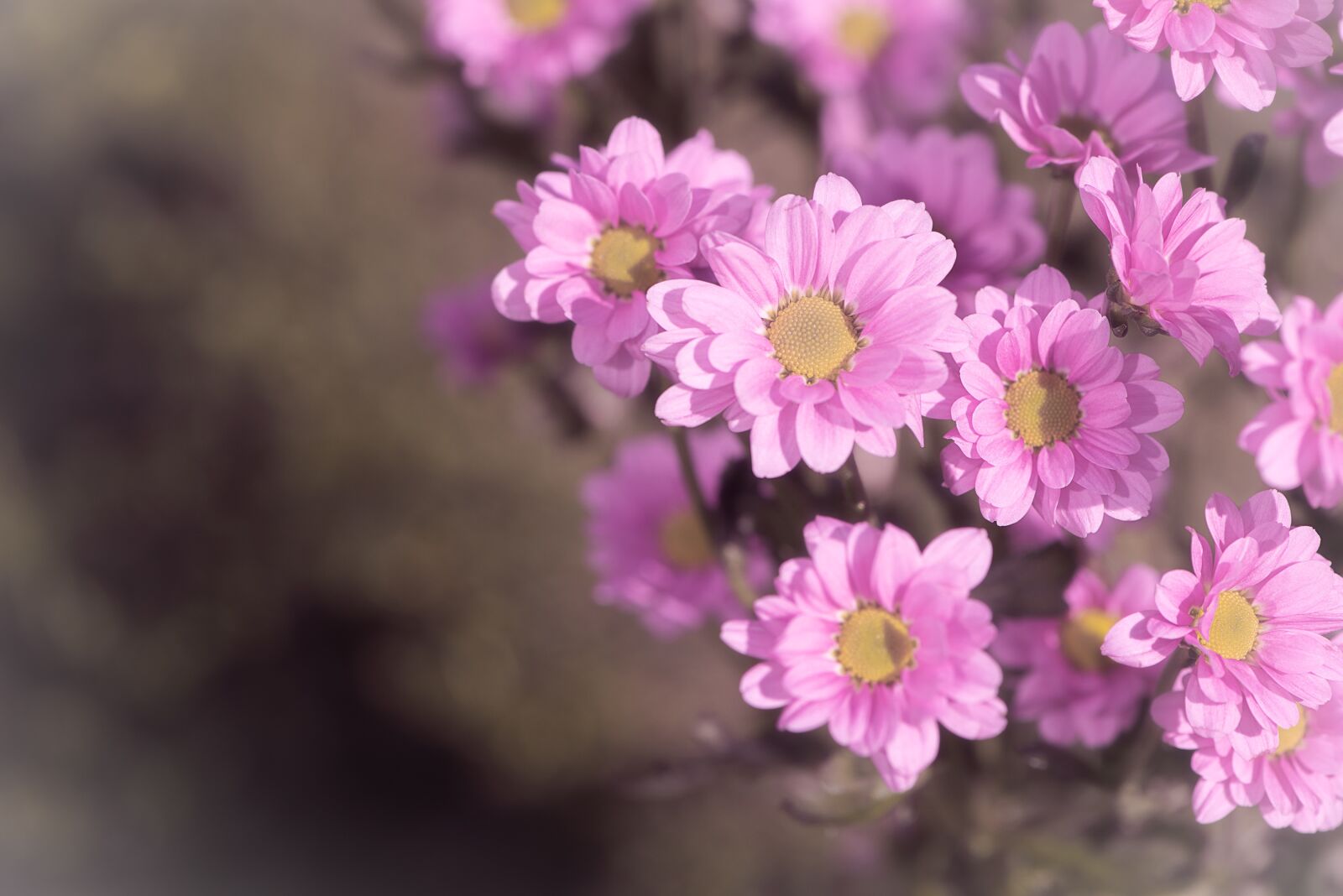 Nikon D750 sample photo. Flowers, pink, pink flowers photography
