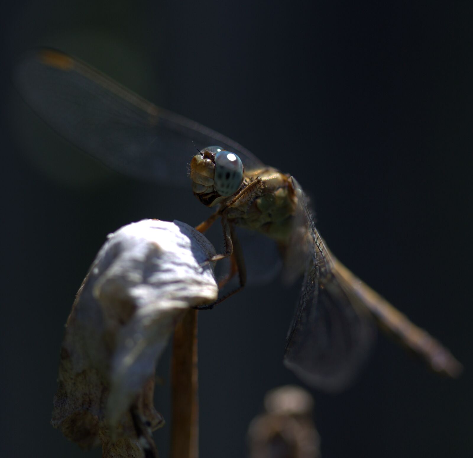 Canon EF-S 60mm F2.8 Macro USM sample photo. Dragonfly, insecta, wings photography