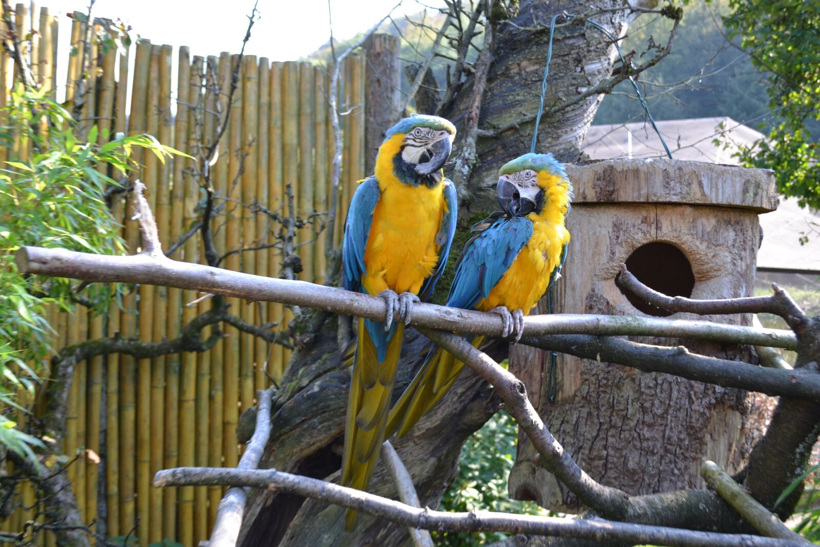 Nikon D3100 sample photo. Ara, parrot, bird photography