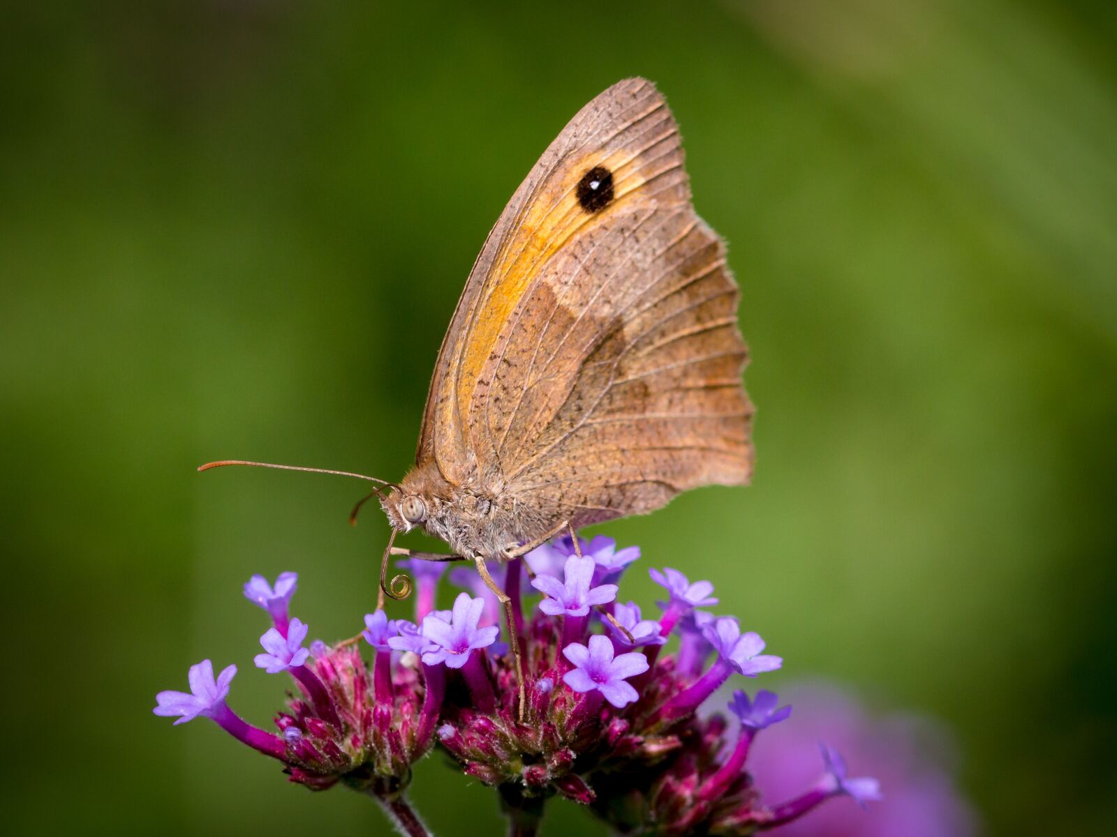Canon EOS 70D sample photo. Butterfly, insect, close up photography