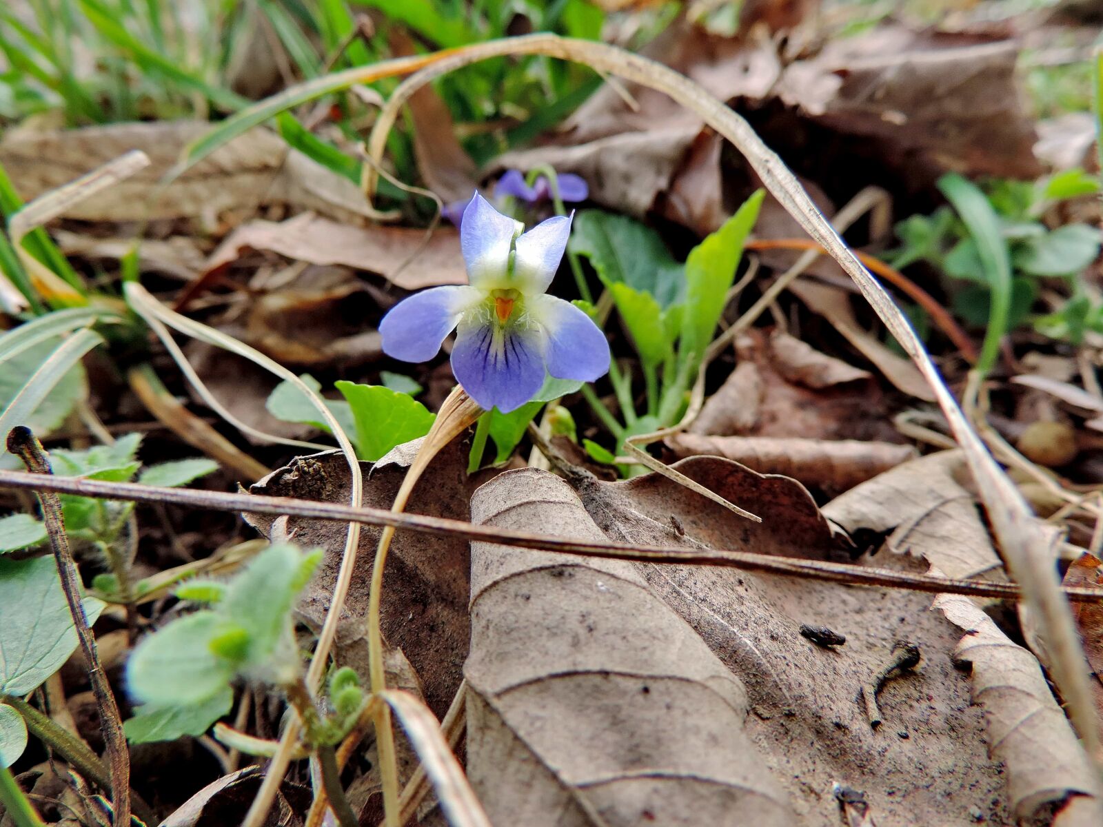 Nikon Coolpix P520 sample photo. Flower, flora, garden, viola photography