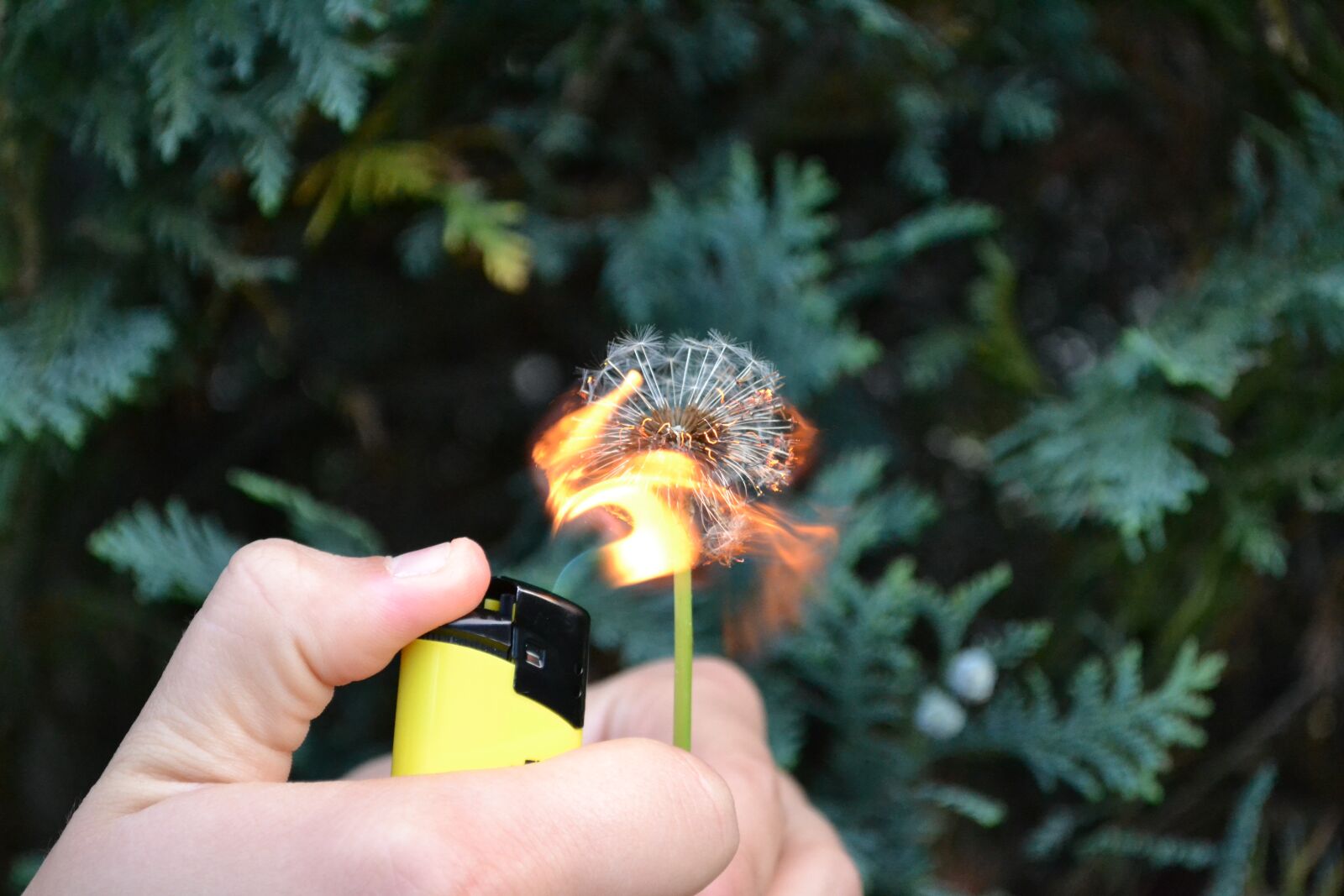 Nikon D3100 sample photo. Flower, fire, flammable photography