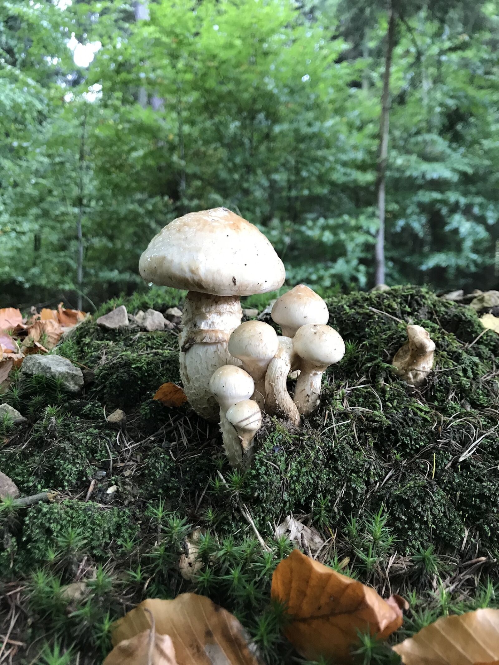 Apple iPhone 7 sample photo. Mushrooms, mushroom, forest photography